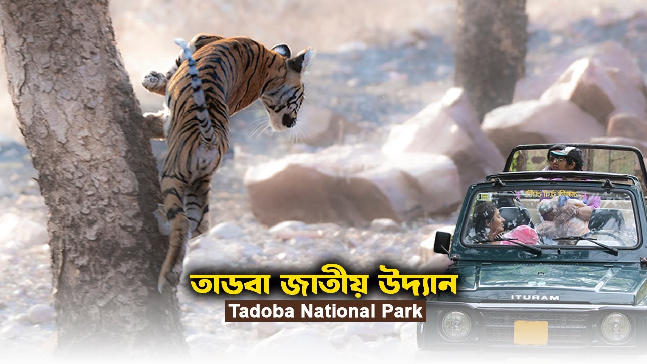 তাদোবা জাতীয় উদ্যান | Tadoba National Park | Tadoba Jungle safari | Tadoba | Shovoner Safar