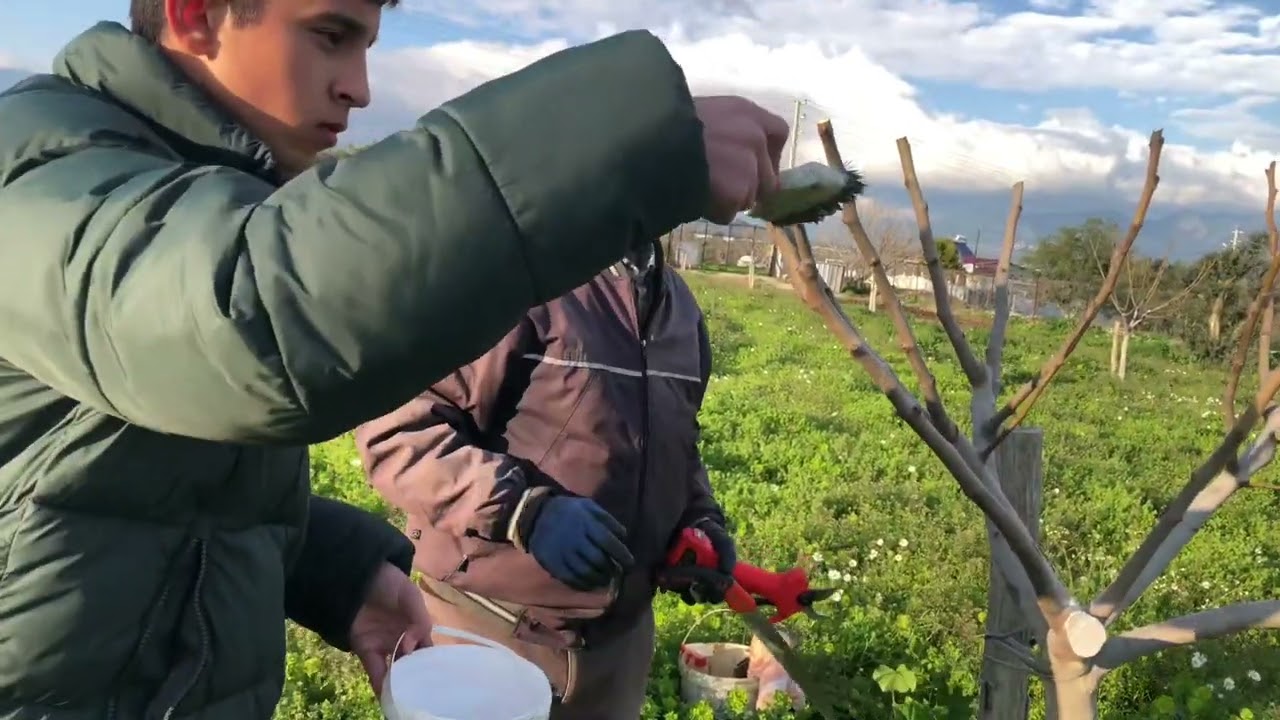 Bardacık incir’i terbiye arası