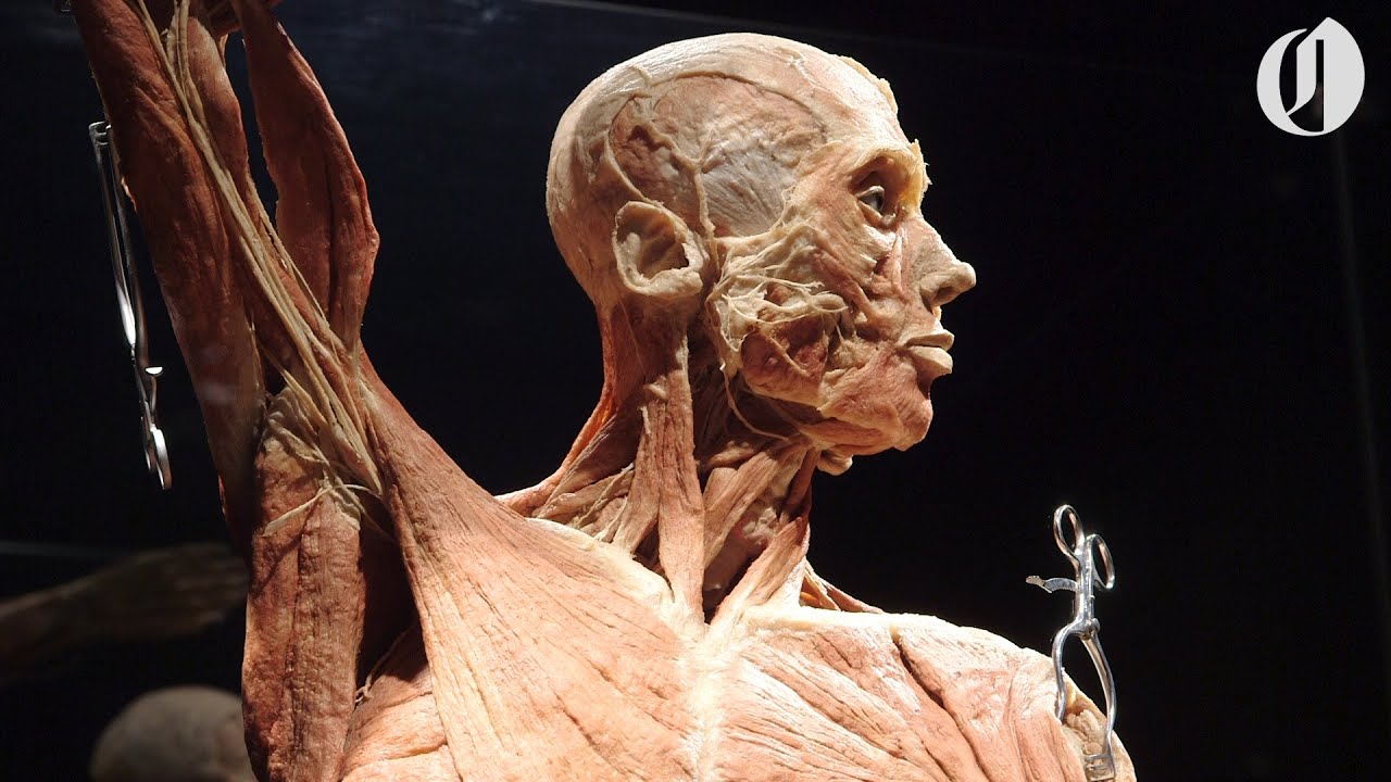Body Worlds comes to OMSI