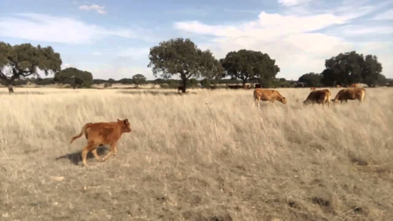 FIM DE SEMANA NO ALENTEJO/BOVINOS DE RAÇA LIMOUSINE