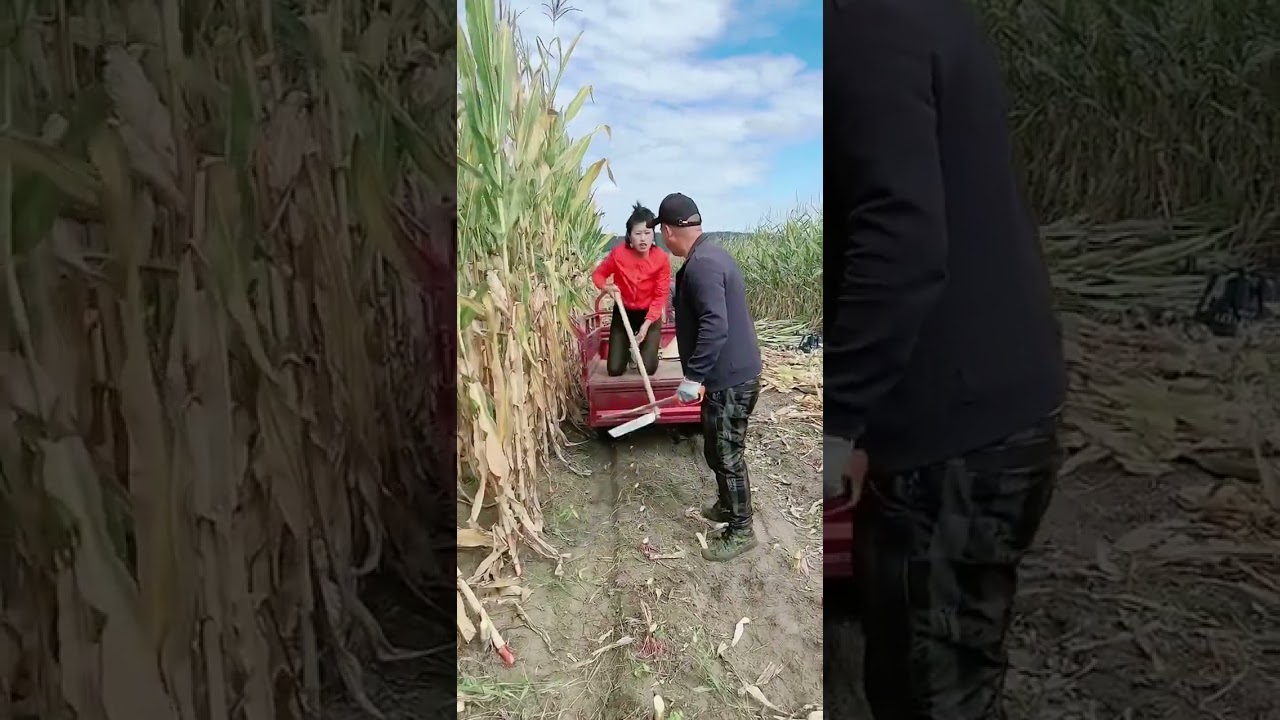 part 819  drought sickle 