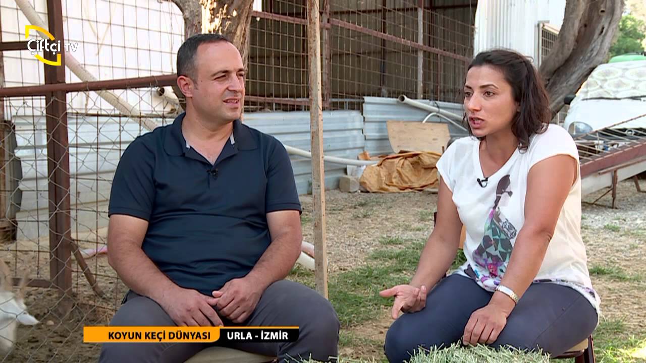 KOYUN KEÇİ DÜNYASI/23.BÖLÜM/SAANEN KEÇİ