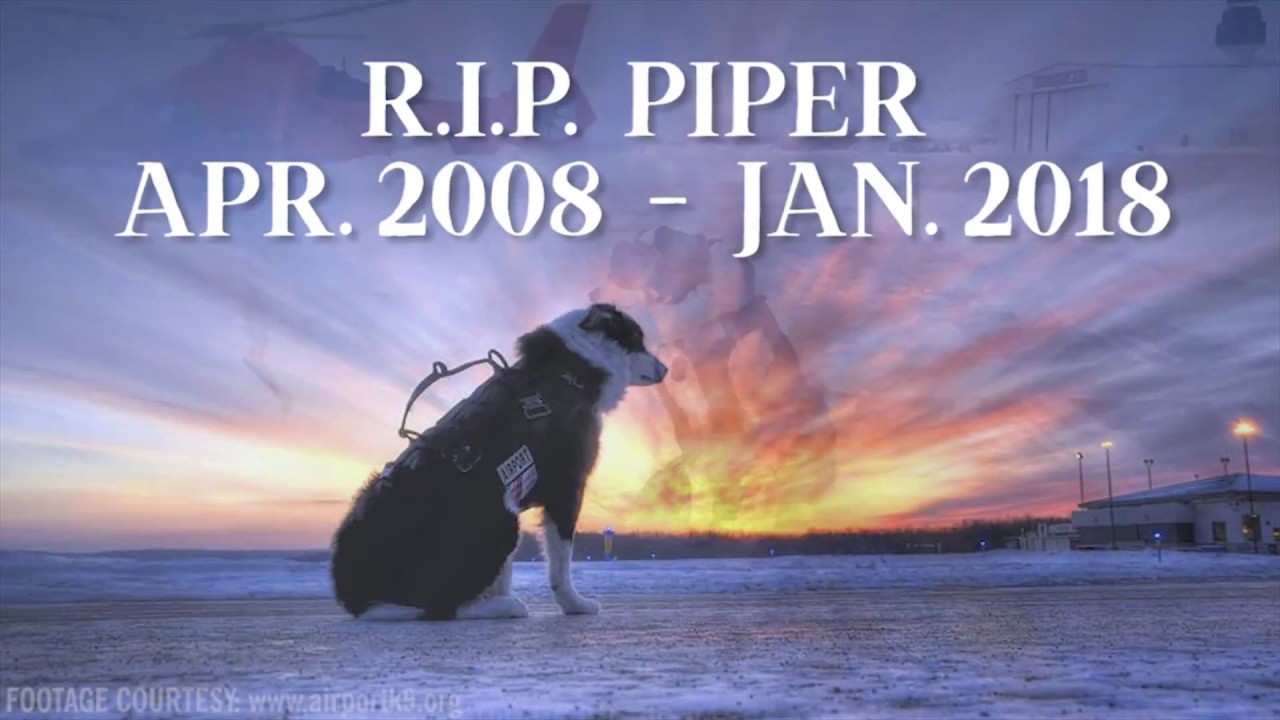 Memories of Piper, Michigan's Airport K-9