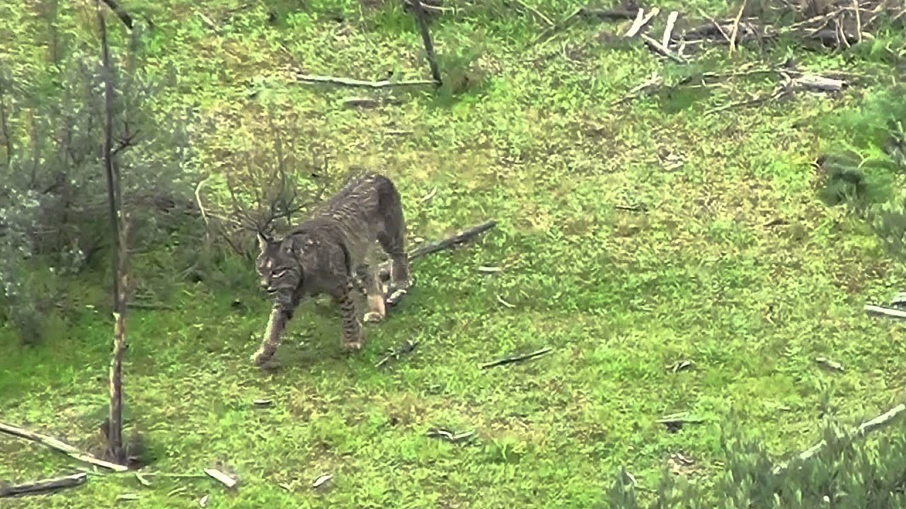 DIEZ LINCES IBÉRICOS EN LIBERTAD