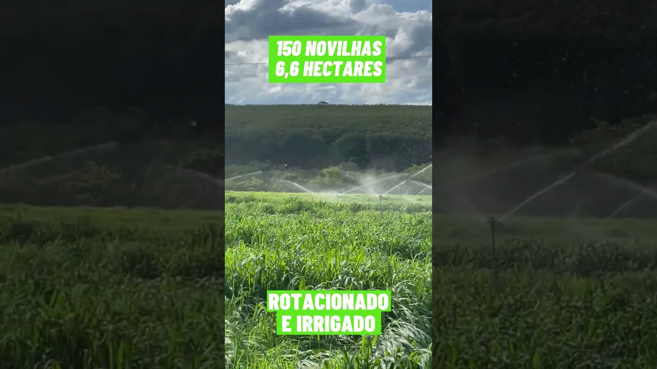 150 novilhas em 6,6 hectares - Pastejo rotacionado adubado e irrigado para bovinos de corte 