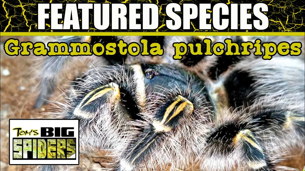 Featured Species #4 - Grammostola pulchripes (Chaco Golden Knee)