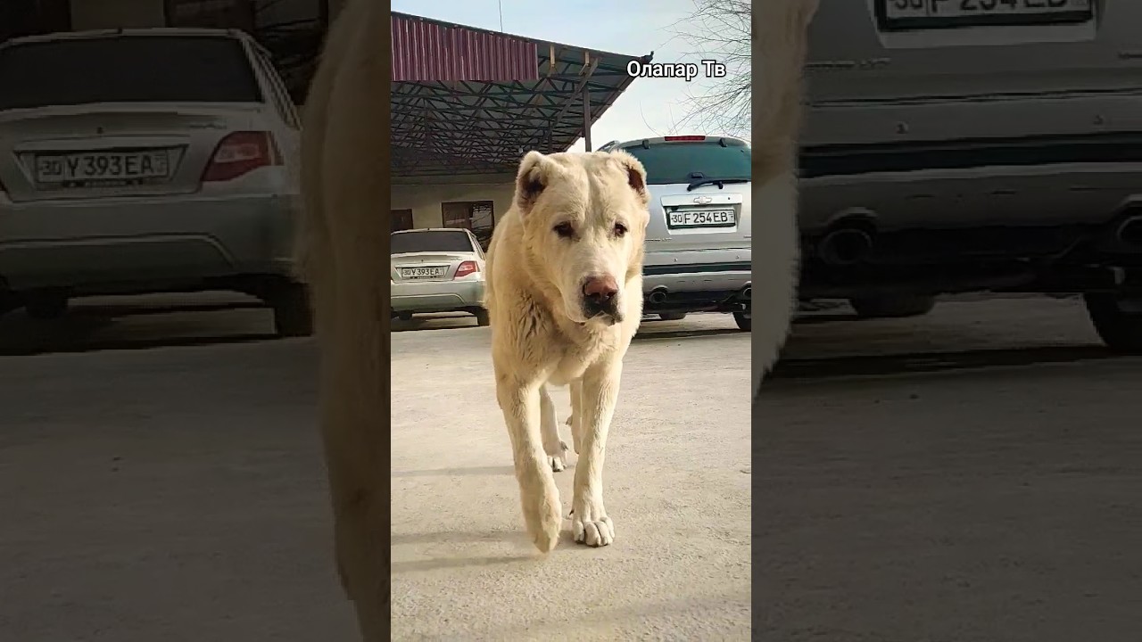Алабай (САО) Николь #hiphop #music #rap #tv #artist #alabai #doglover #дрессировка #dogsvideo #puppy