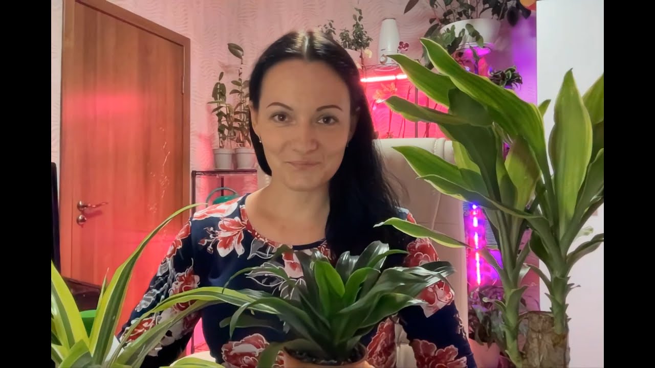 Три новые драцены: Голден Коаст, Компакта, Лемон Лайм. Покупка в Єпицентре