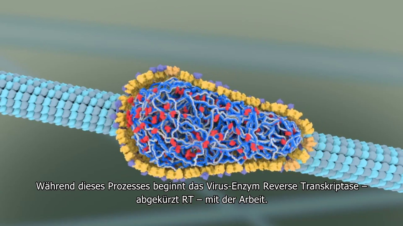 Wie vermehrt sich HIV im Körper?