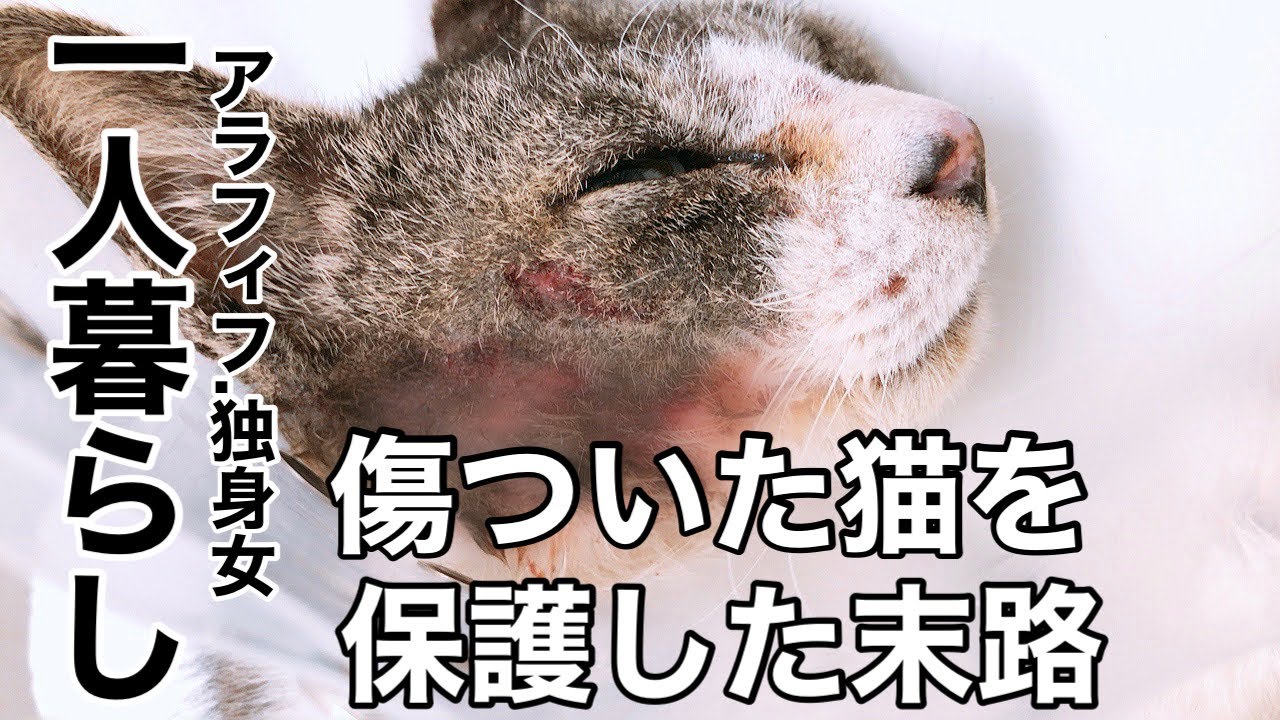 【アラフィフ独身×猫4匹】保護した猫は妊婦猫だった話