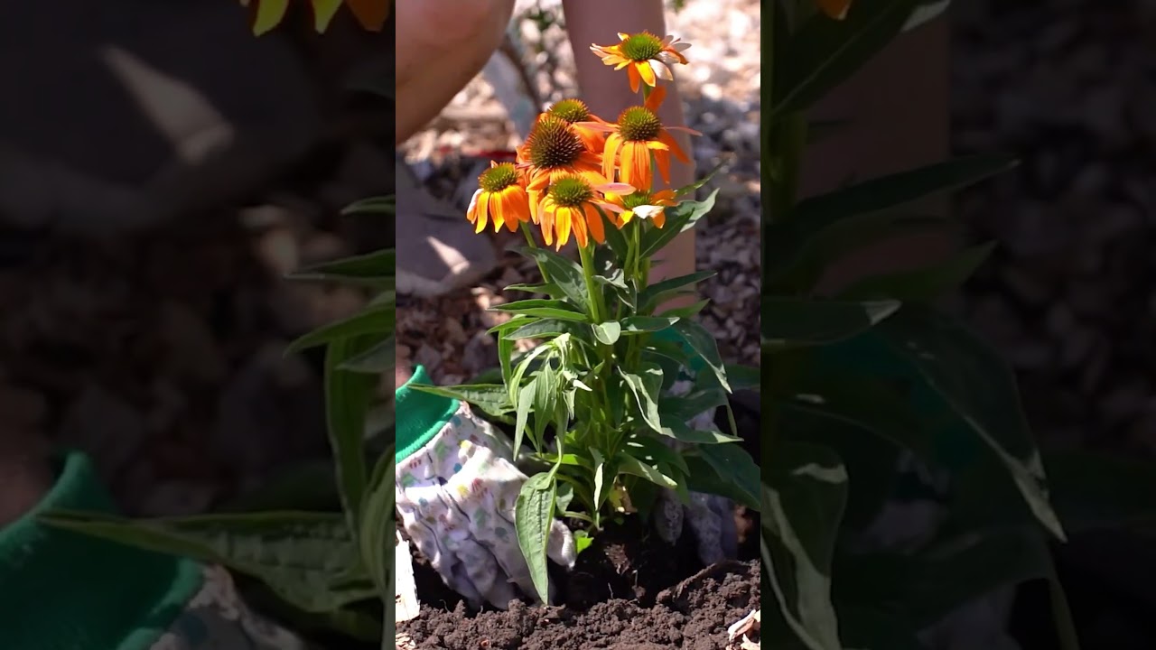 POV: Посади со мной цветы 🌺🌷🌼 #девушкасадовница #посадкацветов #каксажать #цветочныйсад