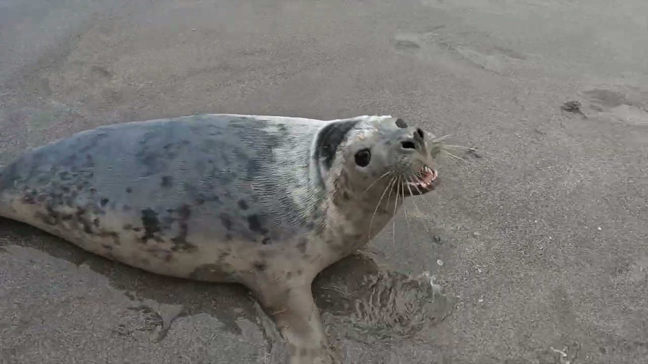 Seal Release 3rd March 2023 by The Cornish Seal Sanctuary