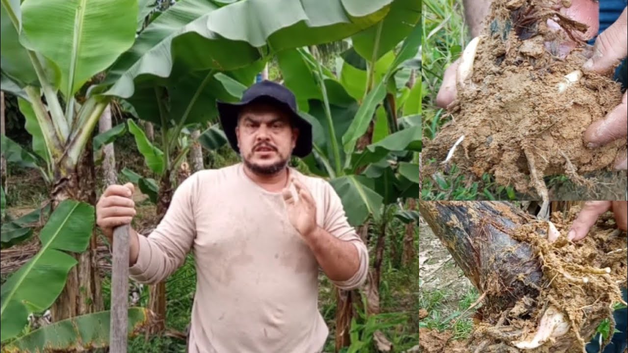 mudas de banana chifrinho taia e guarda chuva com 30 dias de plantado