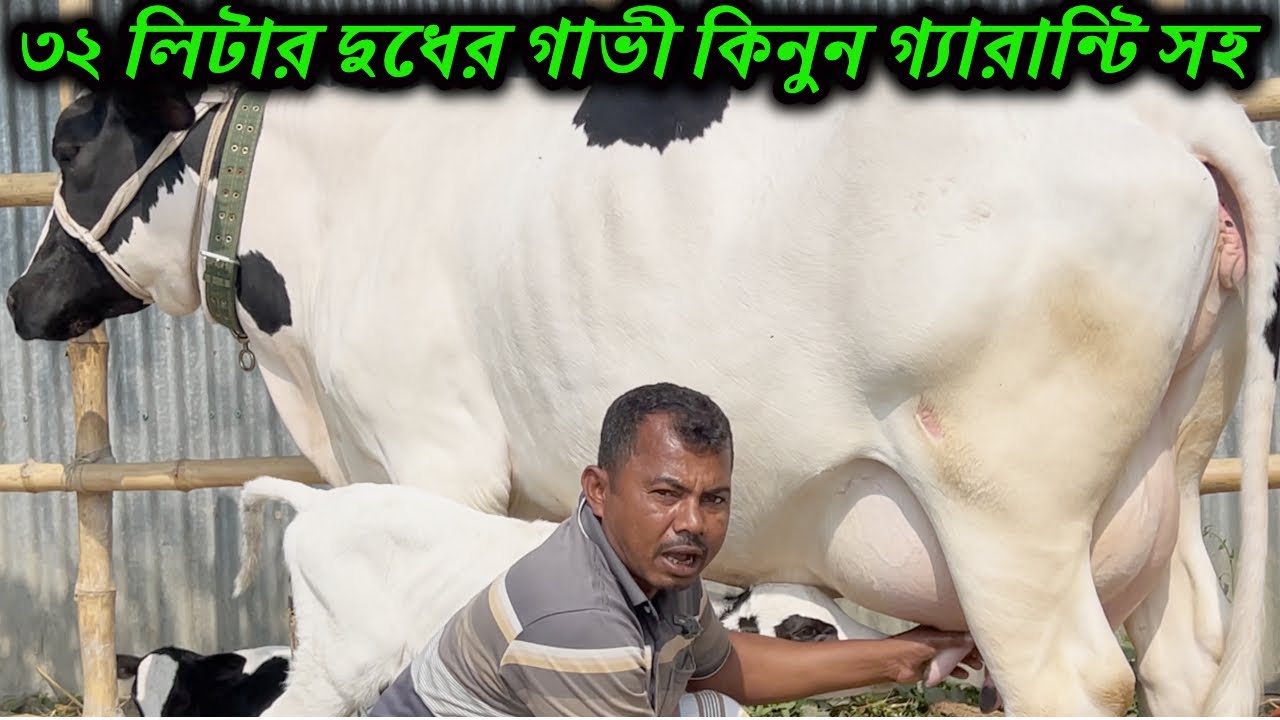 ৩২ লিটার দুধের গাভী কিনুন গ্যারান্টি সহ! ১ লিটার কম হলে ৫০ হাজার টাকা ফেরত