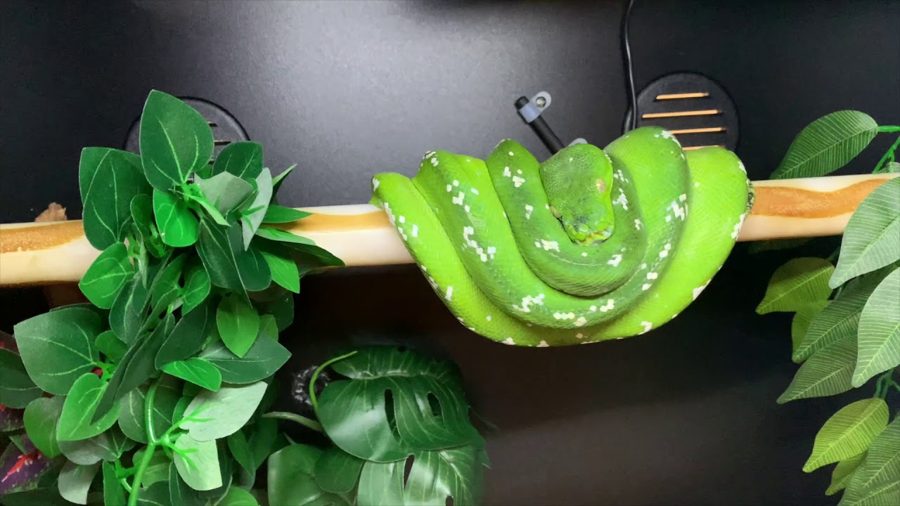 Morelia Python Radio Feature! + NEW snake - VLOG 5