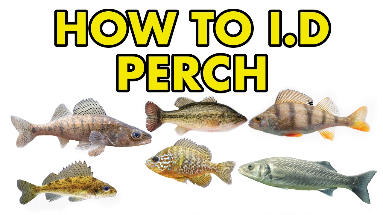 Perch, Ruffe, Bass, Zander: HOW TO I.D
