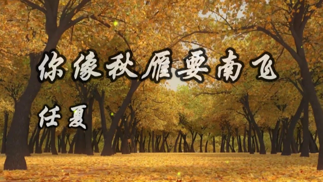 #任夏-你像秋雁要南飛 (歌词版) 歌曲 【🎧音乐｜动态歌词】#Musi Channeg酷歌 【動態歌詞】