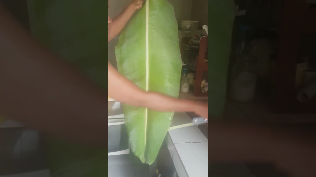 comment nettoyer la feuille de bananier pour la cuisson