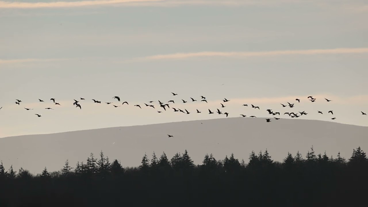 pinkfooted geese at the Tyne estuary