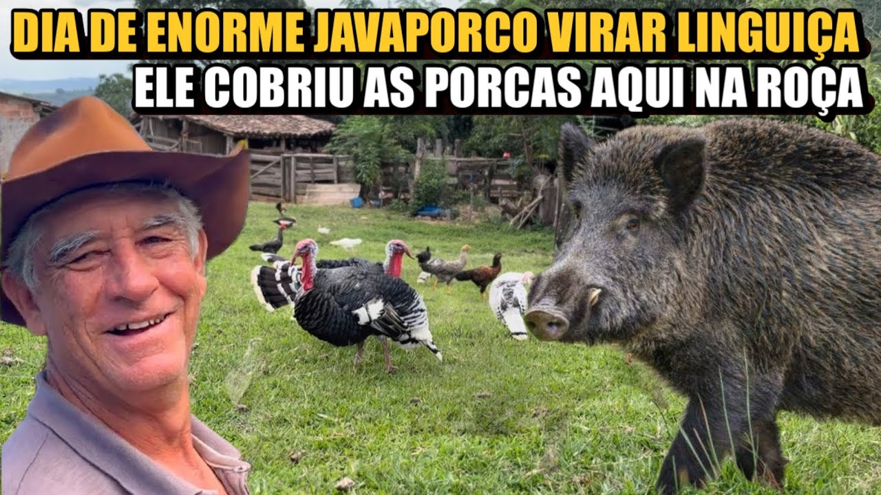 CAPADO E CRIADO NO CHIQUEIRO AT&Eacute; O DIA DE HOJE