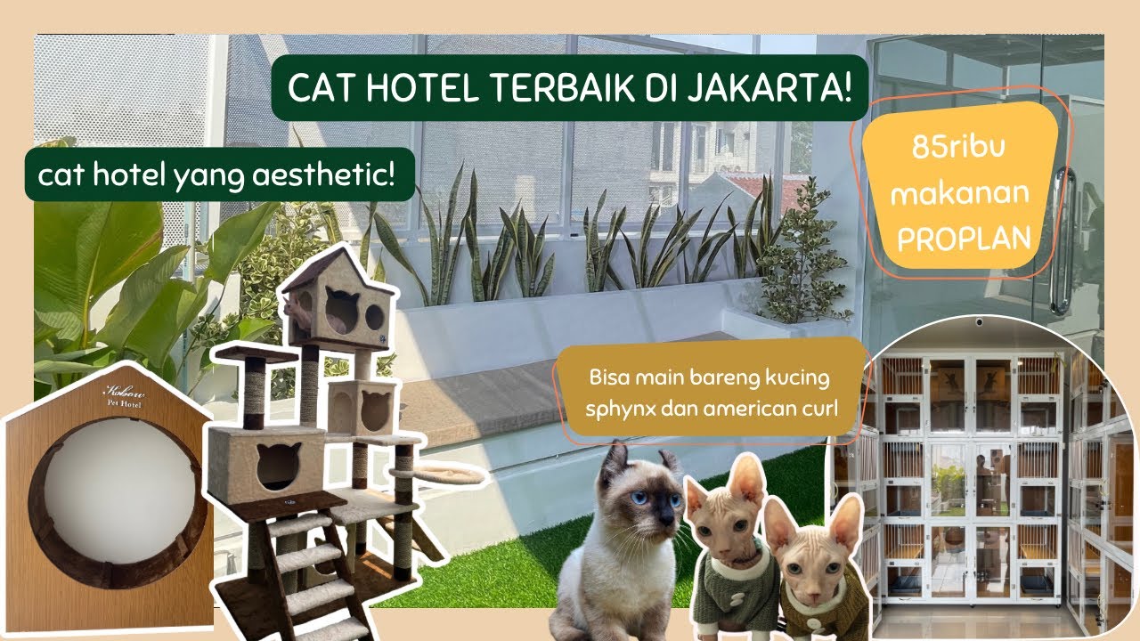 CAT HOTEL TERBAIK DAN TERMURAH DI JAKARTA! | Kobow Pet Hotel Jakarta | Tempat Penitipan Kucing