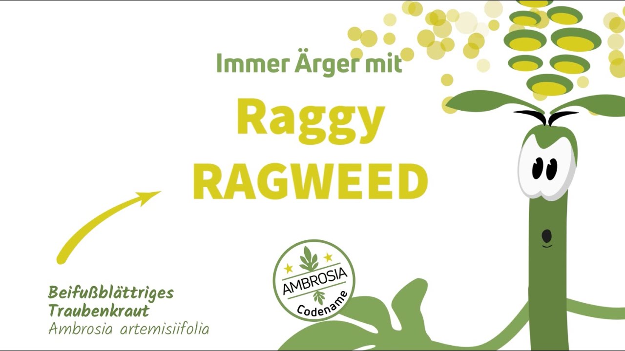 Ragweed/Ambrosia Informationsvideo