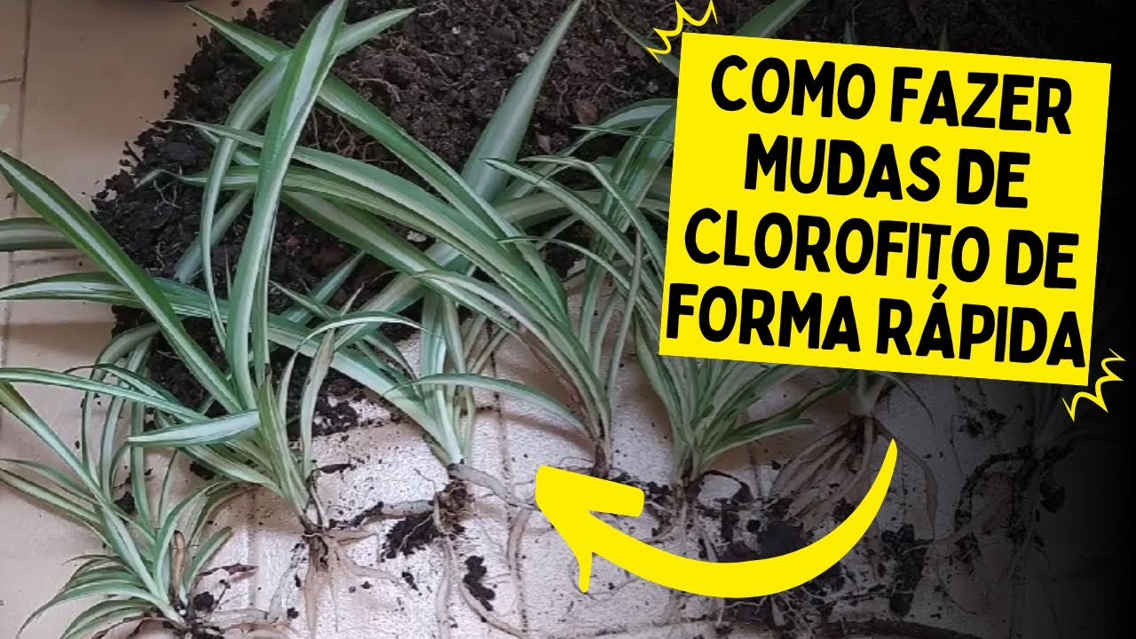 COMO PRODUZIR MUDAS DE CLOROFITO (Multiplique sua planta)