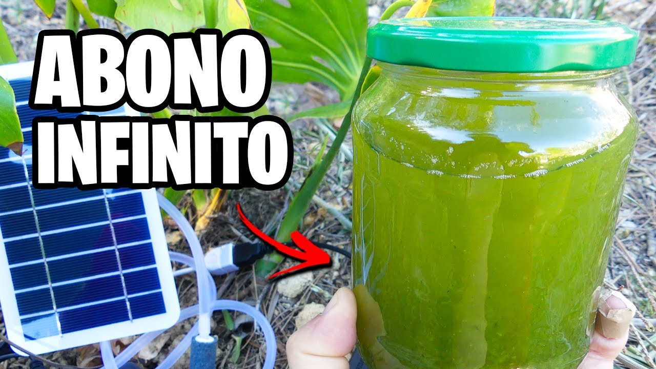 HAZ ESTO y tendrás un POTENTE ABONO para PLANTAS 🚀 ¡Se Hace SOLO! | La Huerta de Ivan