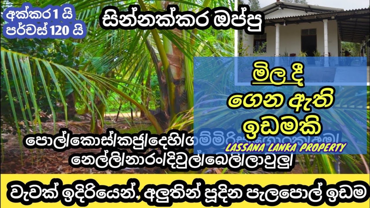 අලුතින් පූදින පැලපොල් ඉඩම/නිවස/#lassana Lanka property pol idam