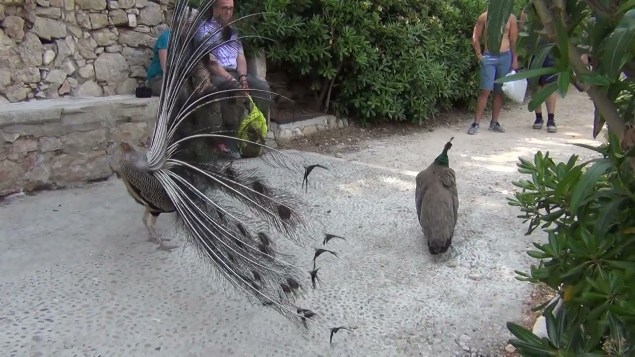 CAVTAT VIDEO 4K  2015 ' DUBROVNIK  &  ELIFITI ISLANDS