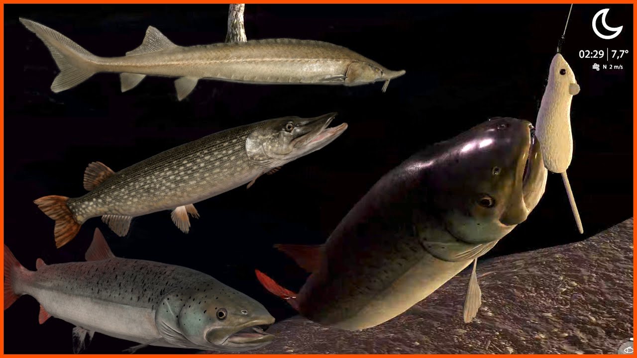 3 in 1 Taimen Pike Sturgeon Tunguska River #44 | Russian Fishing 4 #mjplay