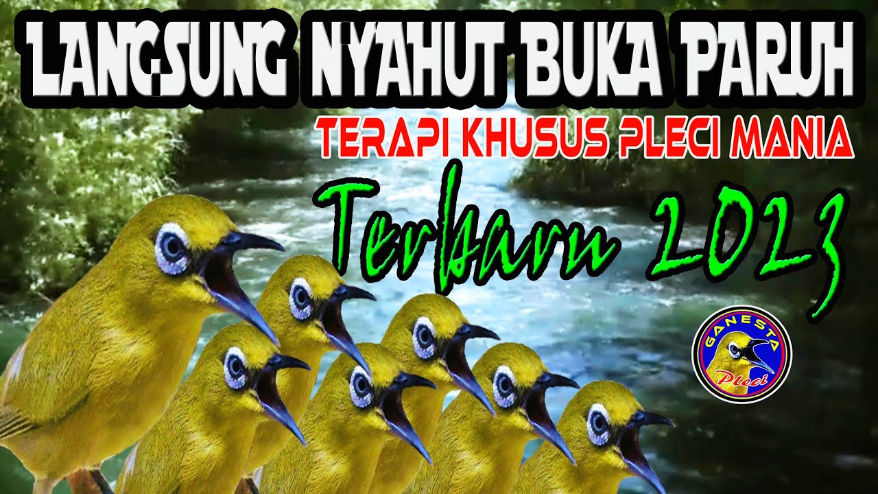 Terapi Pleci terbaru 2023 Agar Pleci Buka Paruh, Terapi Pleci Terbaru Paling Ampuh
