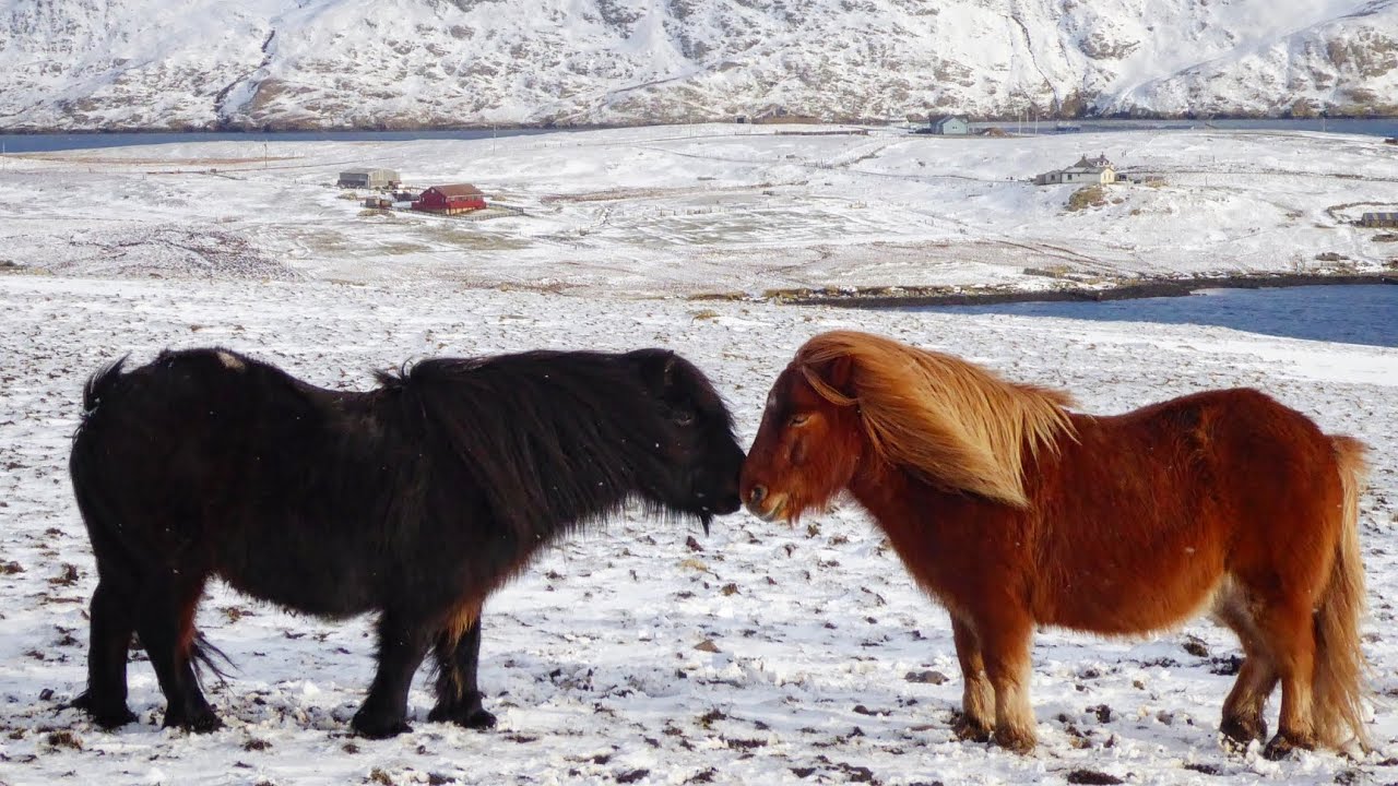 Shetland ponies: shaped by storms 