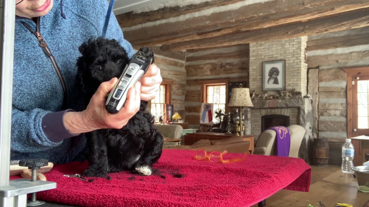 PWD Grooming Puppies - Brushing, clippering