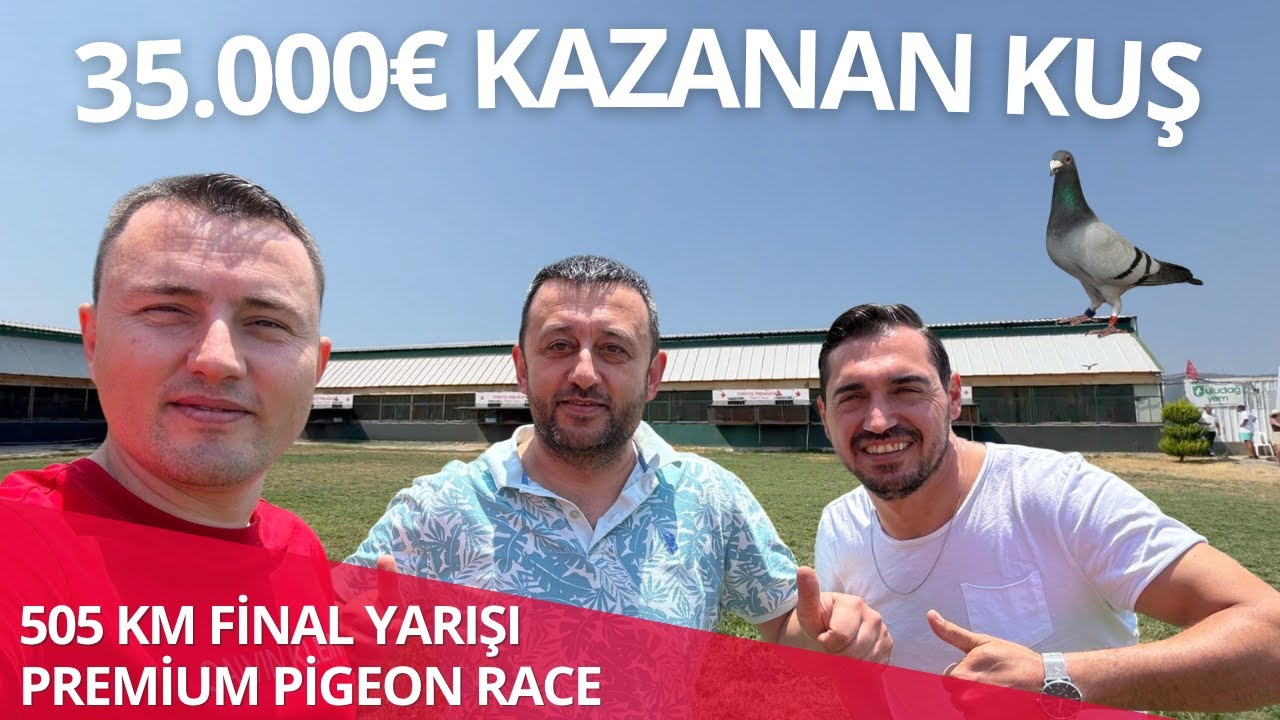 Türkiye Premium Pigeon Race 2025 - 505 Km - Final Yarışındayız ...