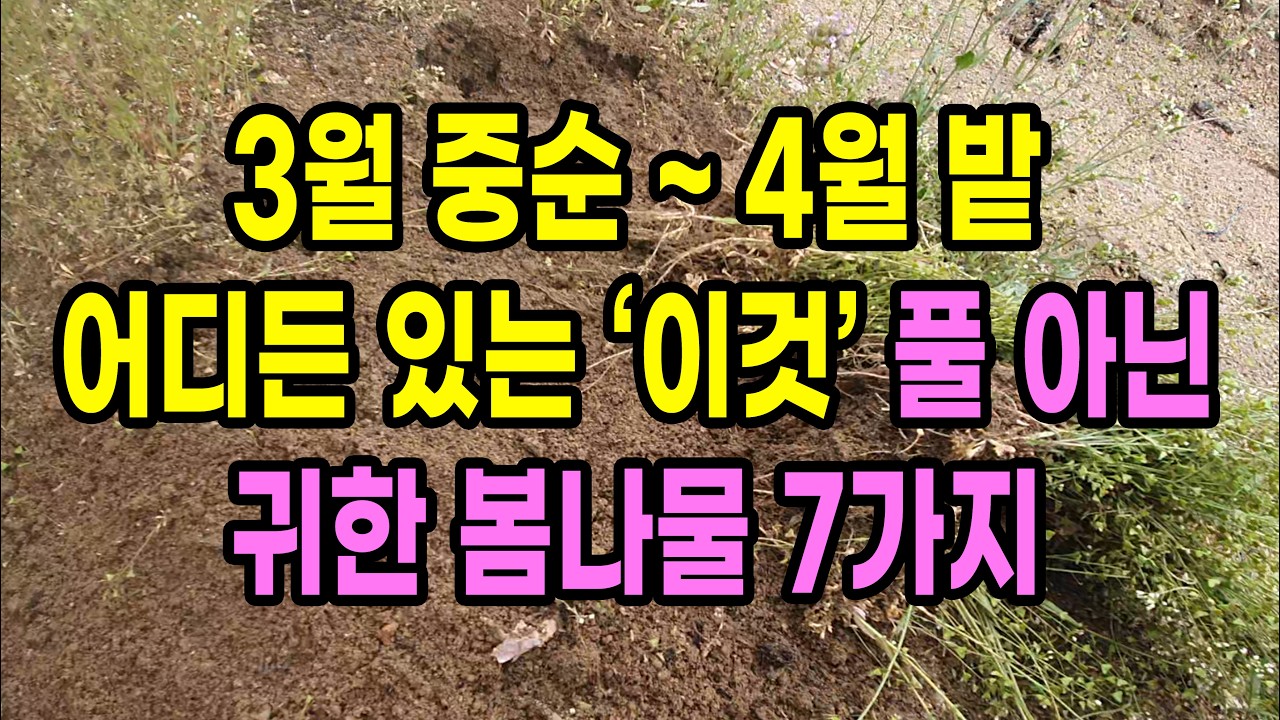 3월 중순 ~ 4월 밭 어디든 있는 '이것' 풀아닌 귀한 봄나물 7가지