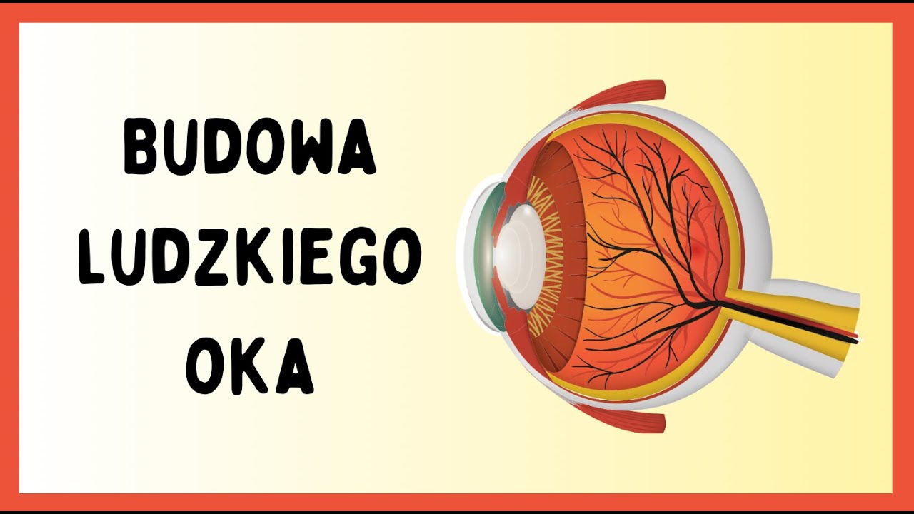 Budowa ludzkiego oka  - lekcja biologii