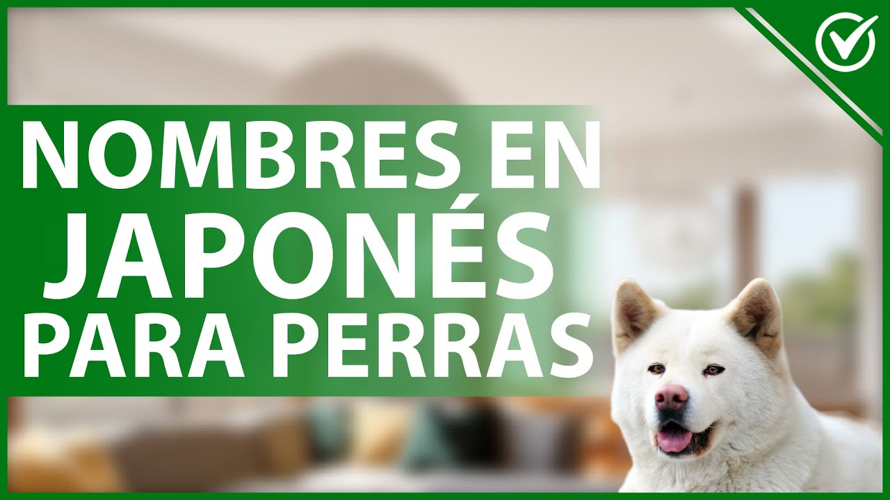🐩 ¿Cuáles son los MEJORES NOMBRES en JAPONÉS para perritas? - Ideas originales 🎎🐩