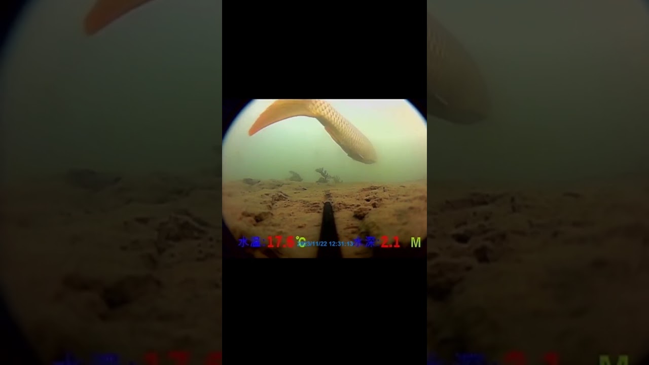 Câu cá bằng camera là đây
