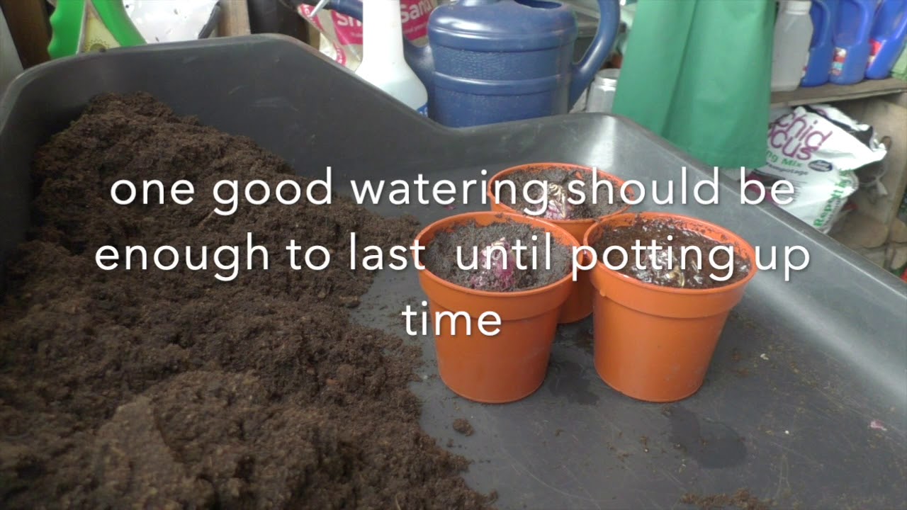 Forcing 'prepared' hyacinth bulbs