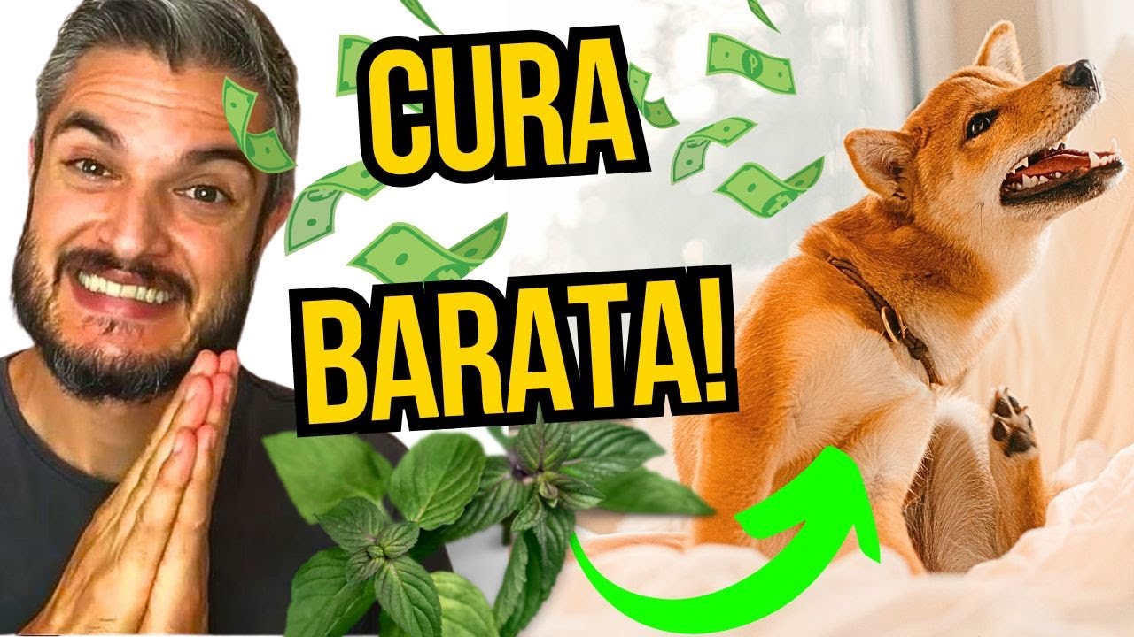 PLANTA BARATA QUE TODOS DEVERIAM TER EM CASA CURA DERMATITE COCEIRA FUNGOS E BACTÉRIAS DO CACHORRO