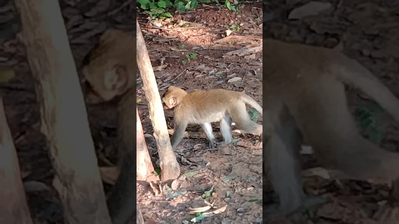 monkey happy time now