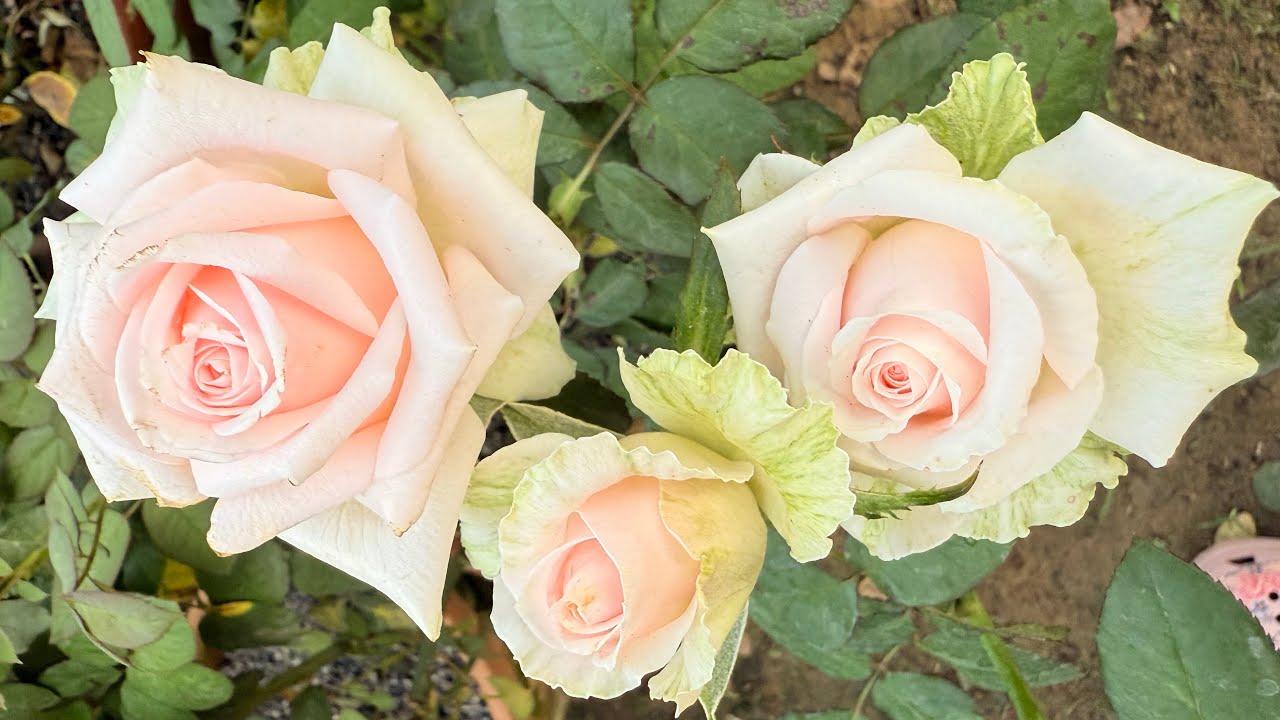 Rose#Da40#Wham#MonicaBellucci#kanyashree#SweetDolomiti#Rhodos#Suvra Mukherjee