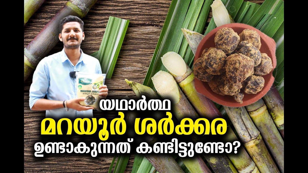 യഥാർത്ഥ മറയൂർ ശർക്കര ഉണ്ടാകുന്നത് കണ്ടിട്ടുണ്ടോ? | MAKING OF ORIGINAL MARAYOOR JAGGERY | ELA FARMING