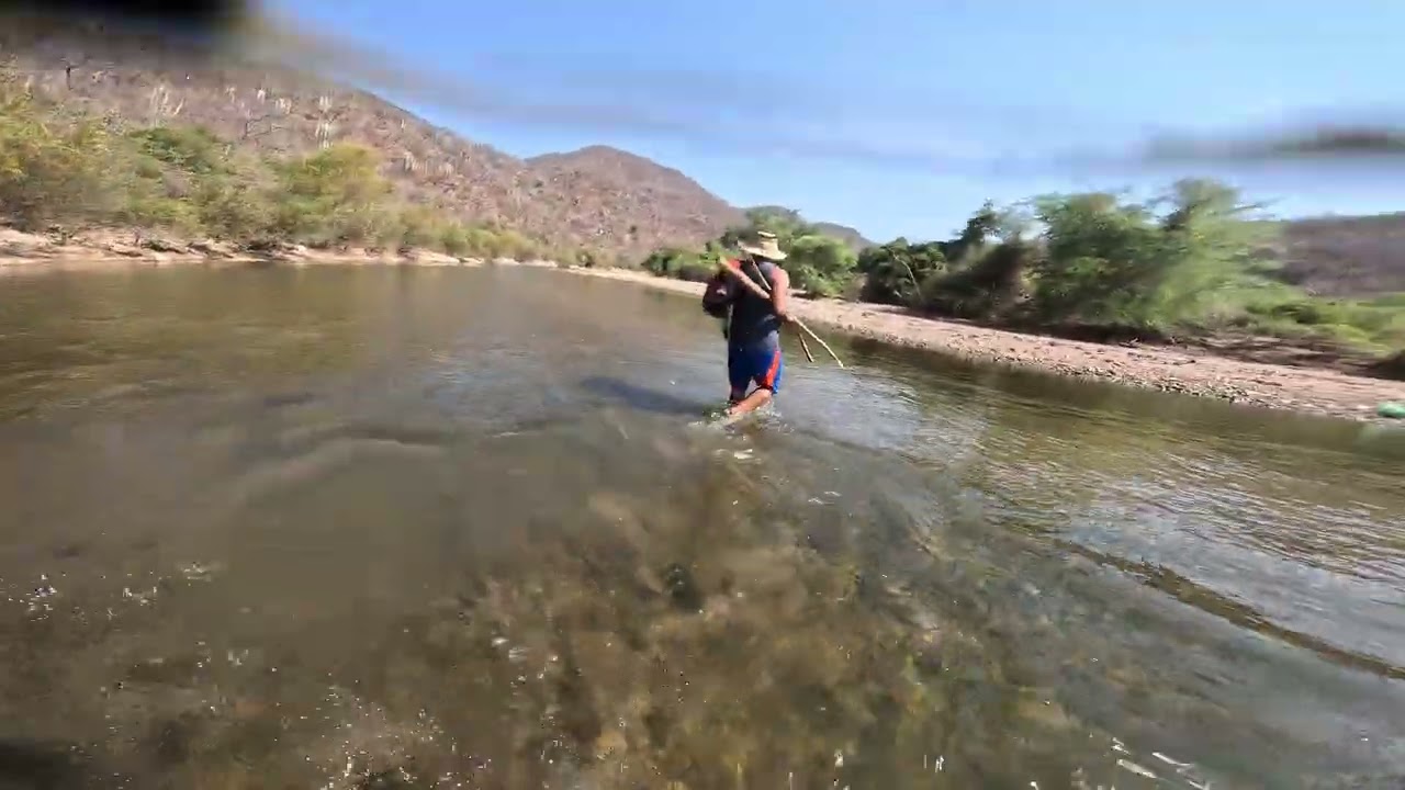 Intentando atrapar tilapias 🐟😅