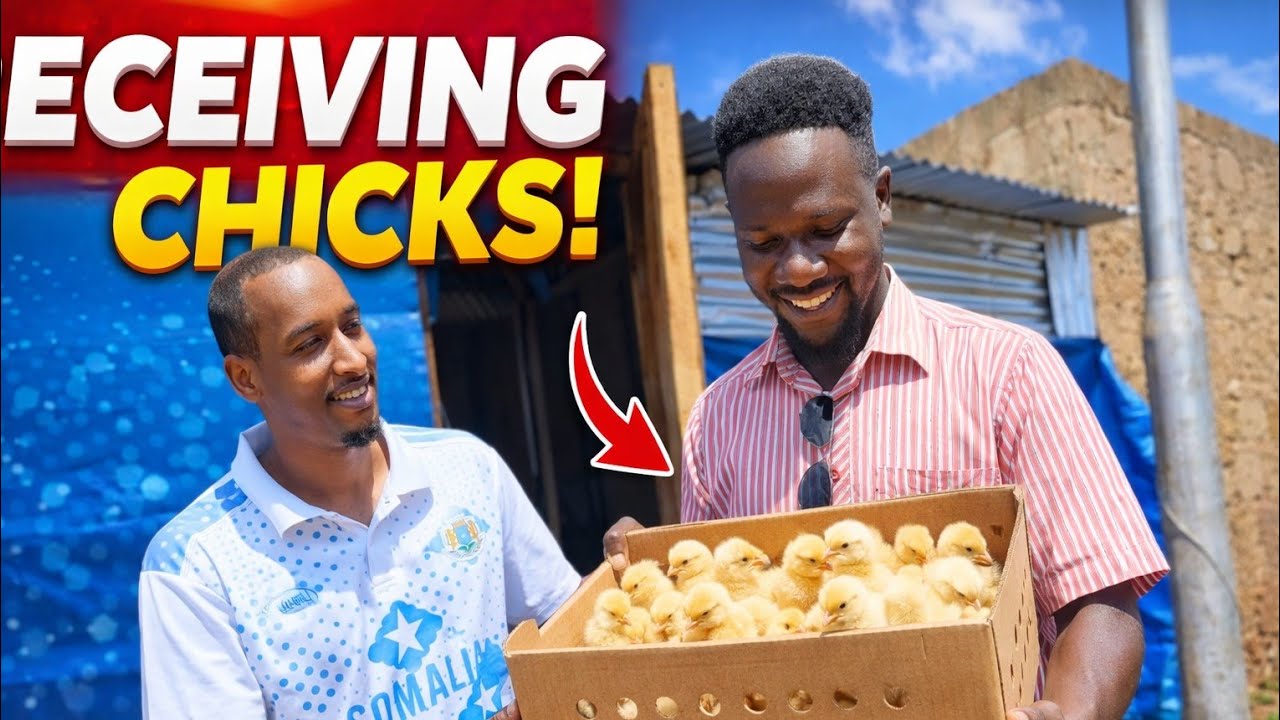 DELIVERY OF DAY OLD CHICKS AT SHABAN FARM 