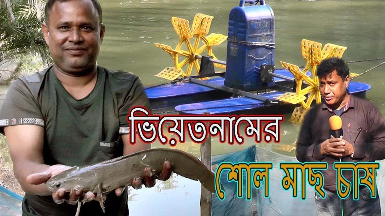 ভিয়েতনামের শোল মাছ চাষ । শোল মাছ চাষ লাভমান । শাজাহানপুরের রহিম
