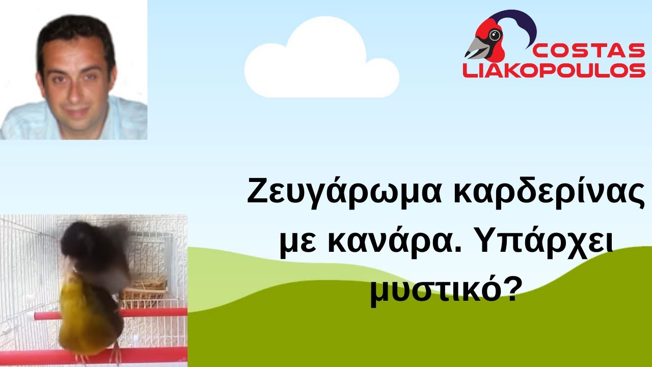 Καρδερίνα χ κανάρα (καρδερινοκάναρα, μούλοι). Πώς?