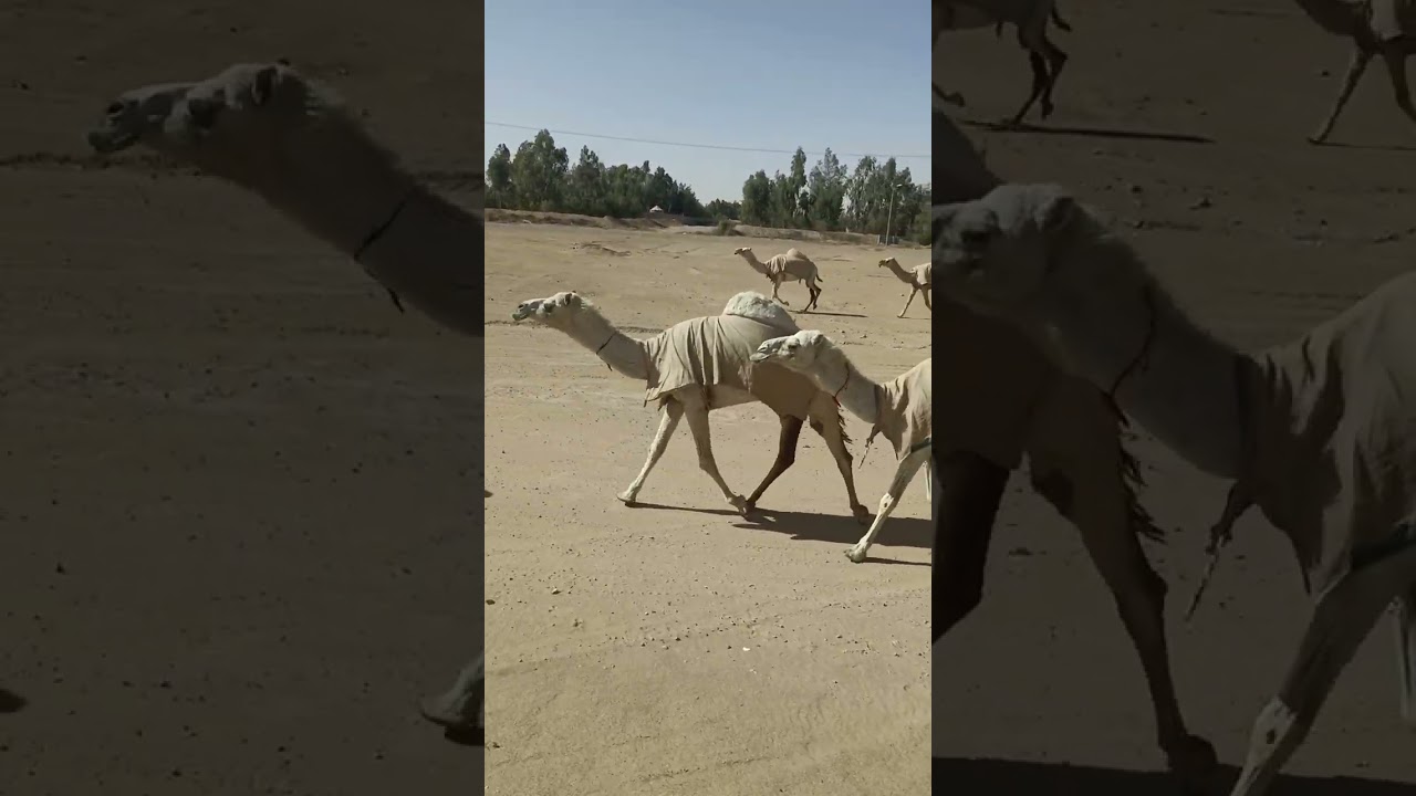 Camel walking for road