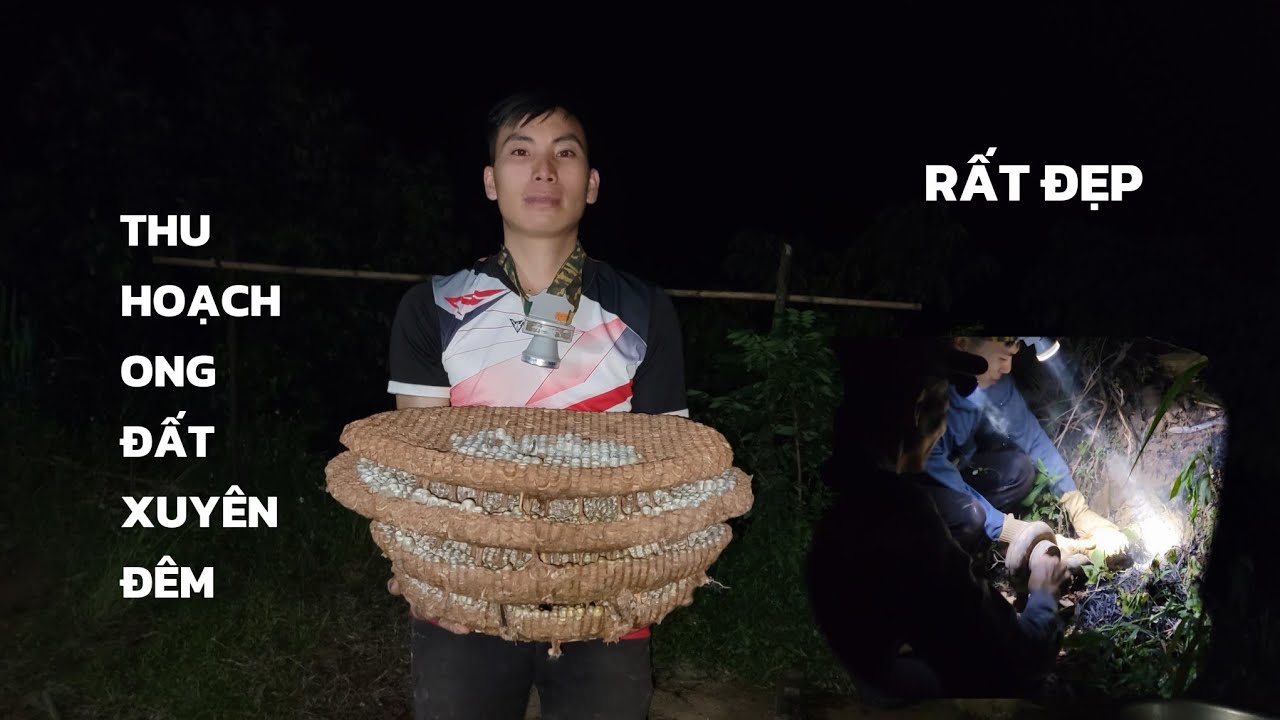 THU HOẠCH ONG ĐẤT XUYÊN ĐÊM / HÒ HAY SĂN